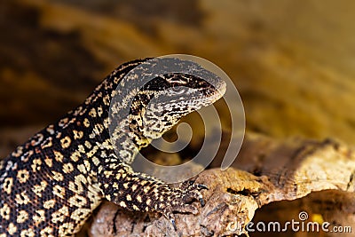 Varanus acanthurus Stock Photo