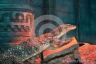 Varanus acanthurus at zoo Stock Photo