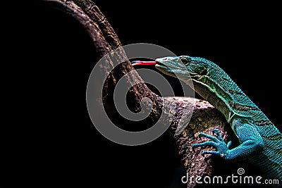 Varanus prasinus diamond lizzard Cartoon Illustration