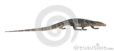 Varanus salvator on white background Stock Photo