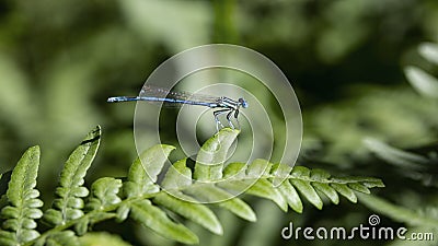 Variable Bluet Female, Coenagrion pulchellum a small blue dragonfly is sitting on a fern leaf Stock Photo