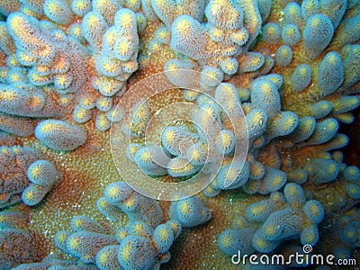 Variable Finger Coral Stock Photo