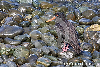 Variable oystercatcher and stones, New Zealand Stock Photo