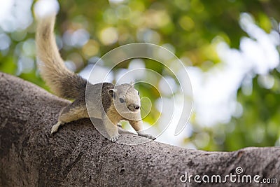 Variable squirrel Stock Photo