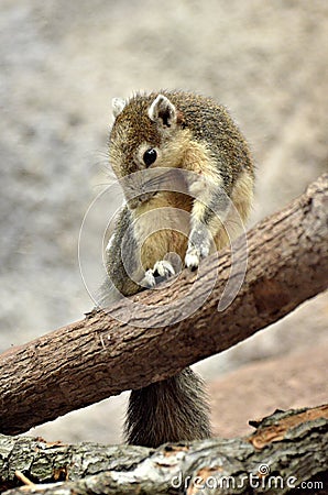 Variable Squirrel Stock Photo
