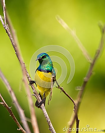 Variable Sunbird Stock Photo