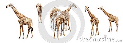 Variation acting of giraffe isolate on white background. Stock Photo