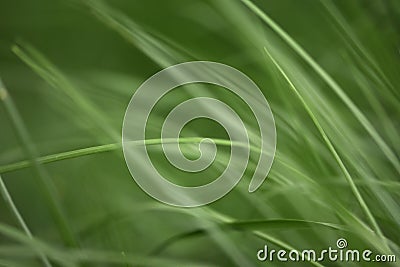 Variations of photos with a soft and blurred background of green, young and fresh spring grass. Stock Photo