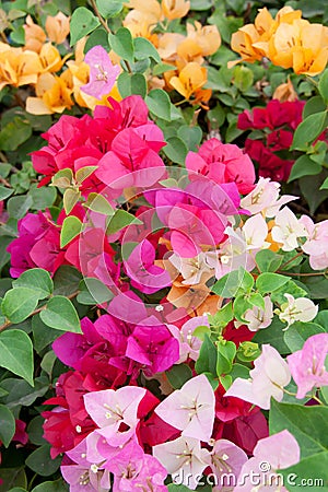 Varicolored bougainvillea paper flowers Stock Photo