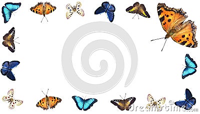 Varicoloured butterflies Stock Photo