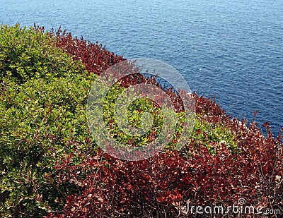 A varicoloured shrubbery rug. Stock Photo