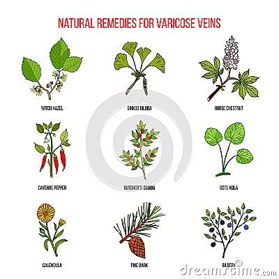 Varicose vein herbal remedies Vector Illustration