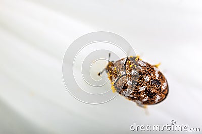 Varied carpet beetle Stock Photo