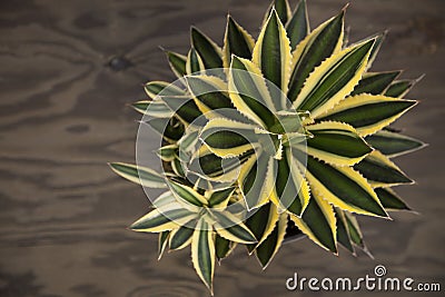 Variegated Agave Plant Stock Photo