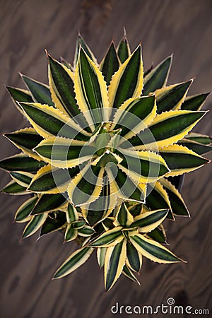 Variegated Agave Plant Stock Photo