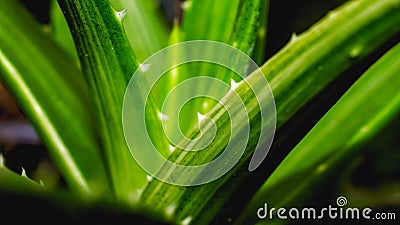 Variegated Aloe Brevifolia in detail. Stock Photo