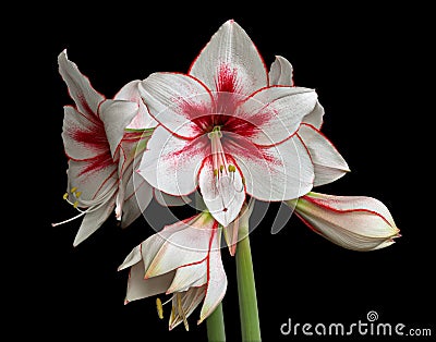 Variegated Amaryllis (Hippeastrum) isolated Stock Photo