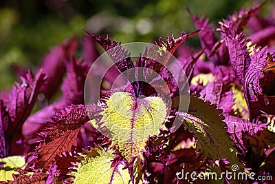 Variegated coleus ornamental bush coleus scutellarioides Stock Photo