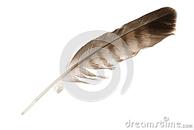 Variegated eagle feather Stock Photo