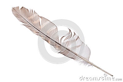 Variegated falcon feather isolated on white Stock Photo