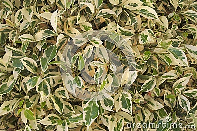Variegated ficus Benjamin-thick branches with white and green leaves Stock Photo