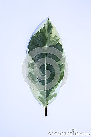 Variegated ficus leaf Stock Photo