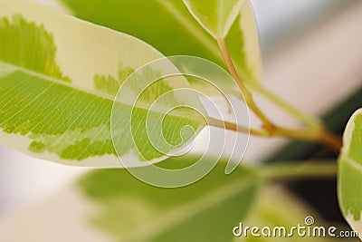 Variegated ficus leaves close up, beautiful houseplant Stock Photo