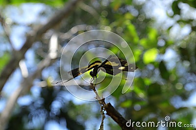 A Variegated Flutterer dragonfly is perched on top of a dry stem tip while spreading its wings angled to left, low angle view from Stock Photo