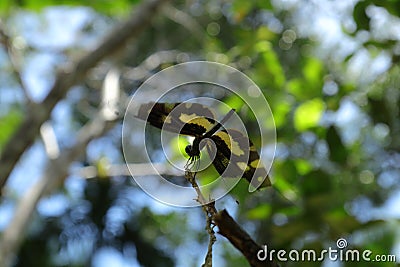 A Variegated Flutterer (Rhyothemis variegata) dragonfly is perched on top of a dry stem tip Stock Photo
