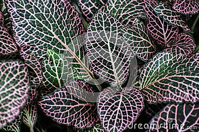 Variegated Green Leaf Plant Background Abstract Stock Photo