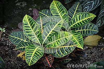 Variegated Green Leaf Plant Background Abstract Stock Photo