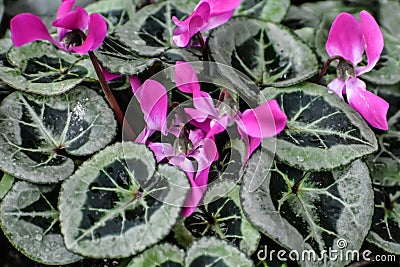 Variegated Green Leaves with Pink Flowers Stock Photo