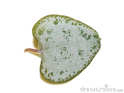 Variegated heart shaped leaf from Ceropegia plant Stock Photo