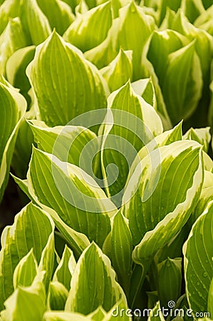 Variegated hosta leaves closeup in a natural background Stock Photo