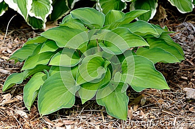 Variegated Hosta Plant Stock Photo