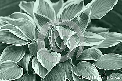 Variegated Hostas Stock Photo