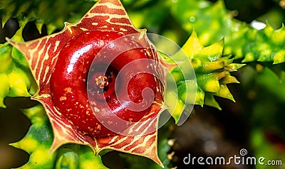 Variegated Huernia Zebrina flower. Stock Photo
