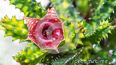 Variegated Huernia Zebrina flower. Stock Photo