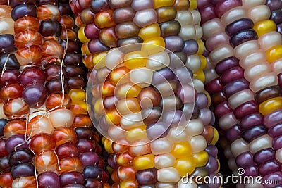 Variegated Indian Corn Stock Photo