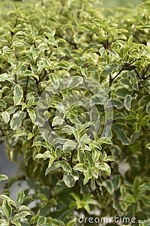 Variegated Kohuhu Silver Queen Stock Photo