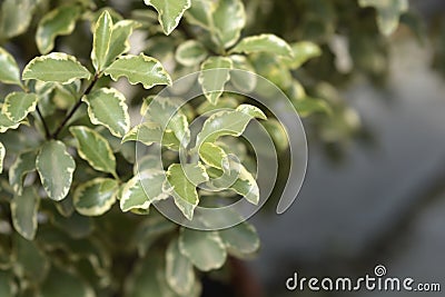 Variegated Kohuhu Silver Queen Stock Photo