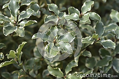 Variegated Kohuhu Silver Queen Stock Photo