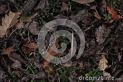 Variegated leaves on deer grass Stock Photo