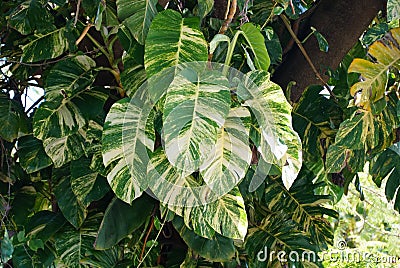 Beautiful variegated leaves of Giant Hawaiian Pothos climbing on top of a tree Stock Photo