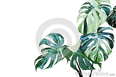 Variegated Leaves of Monstera, Split Leaf Philodendron Plant Isolated on White Background Stock Photo