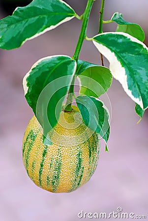 Variegated Lemon Stock Photo