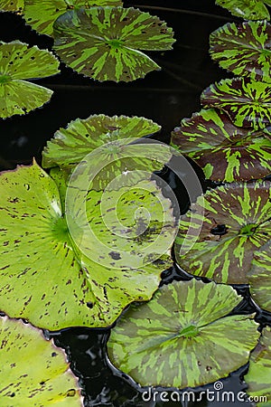 Variegated lily pads with intricate patterns float on dark, reflective water creating a visually striking scene that exhibits Stock Photo
