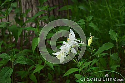 Variegated meadow with aquilegia as an example of Guerrilla gardening in the city. Stock Photo