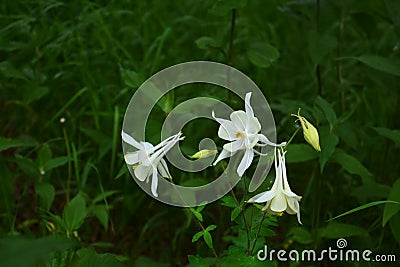 Variegated meadow with columbine flowers as an example of Guerrilla gardening in the city. Stock Photo