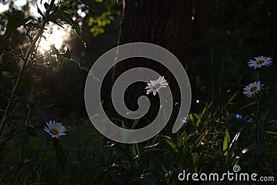 Variegated meadow with daisies as an example of Guerrilla gardening in the city. Sunset lighting. Stock Photo